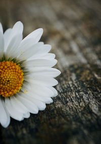 Close-up of white daisy