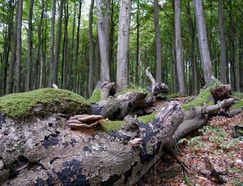 Trees in forest