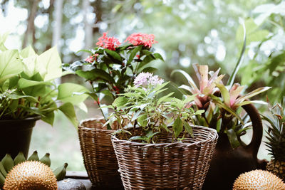 Flower and green plant leaves in wicker basket decorating on terrace balcony