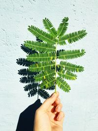 Close-up of hand holding plant against wall