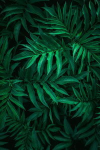 Full frame shot of green plant