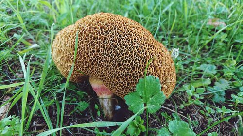 High angle view of mushroom growing on field