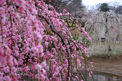 Close-up of pink flowers blooming in park