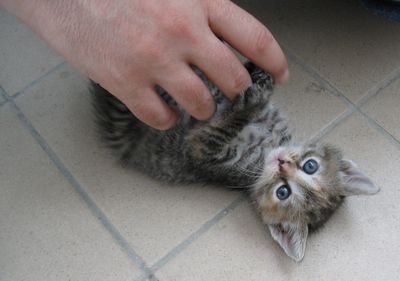 Cropped hand touching kitten at home