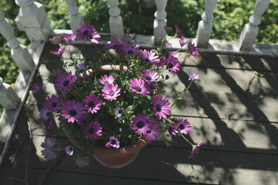 Close-up of pink flowering plants