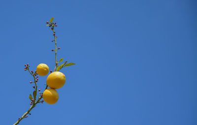 Low angle view of fruits against clear blue sky