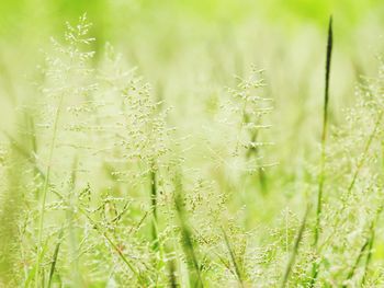 Close-up of stalks in field