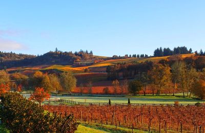 View of the vinyards