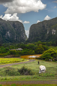 Viñales cuba nature view of a sheep on mountain against sky