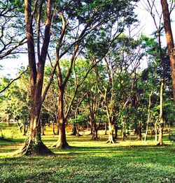 Trees on grassy field