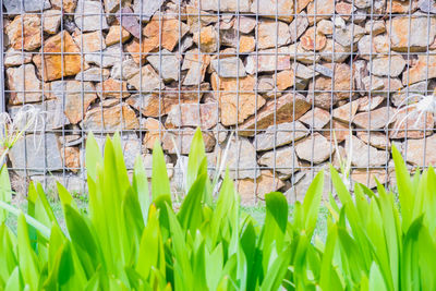 Close-up of stone wall
