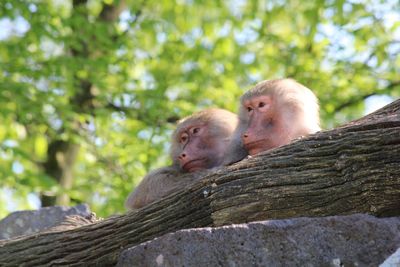 Monkey sitting on tree