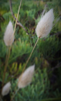 Close-up of dandelion