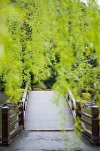 View of trees and plants