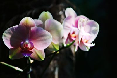 Close-up of pink flowers blooming outdoors