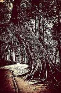 Road along trees at night