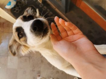 High angle view of person with dog