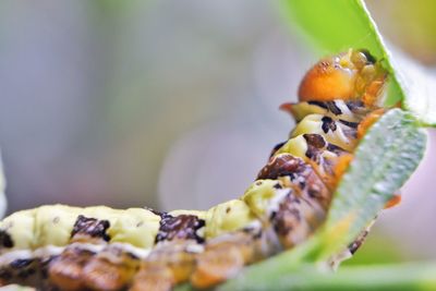 Close-up of caterpillars on plant