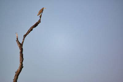 Low angle view of bird on branch against sky