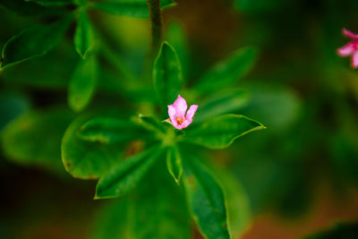 Close-up of pink flowering plant