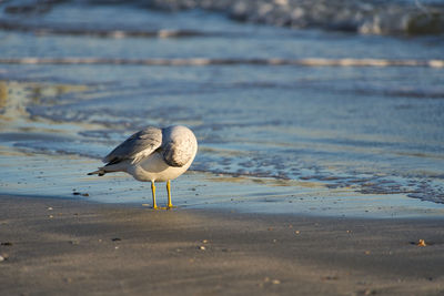 Seagull on beach