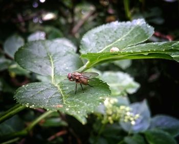 Close-up of insect on plant