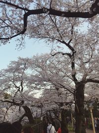 Low angle view of cherry blossom tree