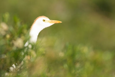 Close-up of a bird on land