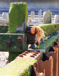 Close-up of moss covered posts