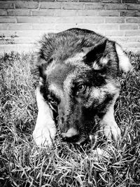 High angle portrait of dog lying on grass