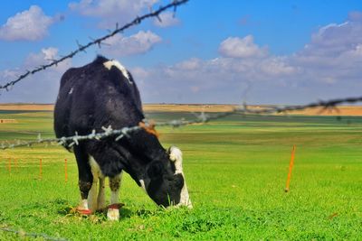 Cow in the nature