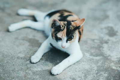 Close-up of a cat on footpath