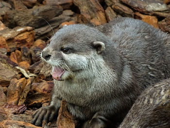 Close-up of otter 