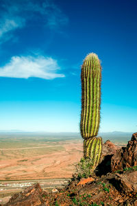 Cactus growing on field against sky