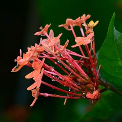 Close-up of red flowers on plant