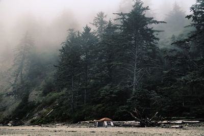 View of a forest