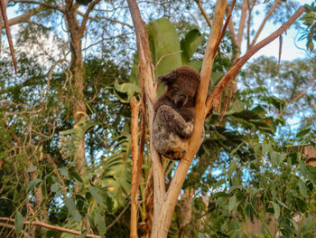 Low angle view of monkey on tree in forest