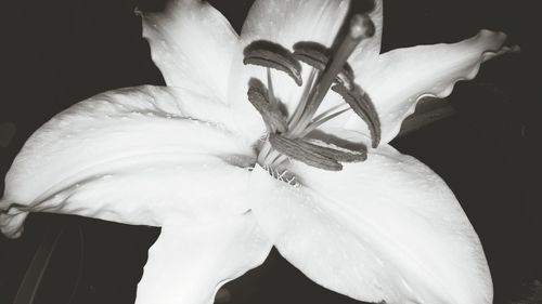 Close-up of white flowers blooming outdoors