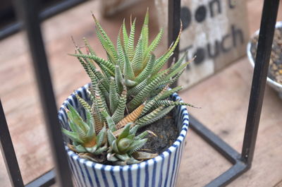 High angle view of potted cactus plant