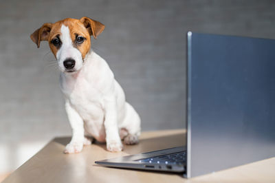 Close-up of dog sitting on table