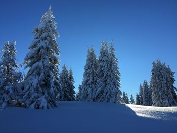 Low angle view of snow covered pine trees against clear blue sky