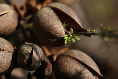 Close-up of seed pods