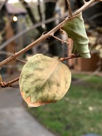 Close-up of fruit growing on tree