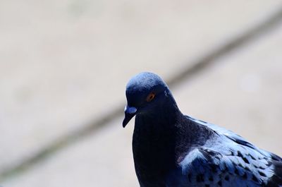 Close-up of bird perching outdoors