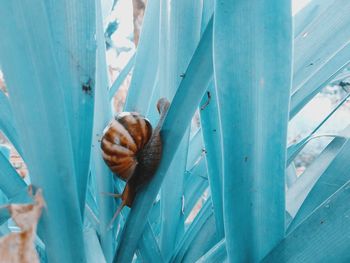 Close-up of snail on window