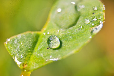 Close-up of raindrops on leaf