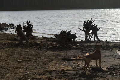 View of dog on beach