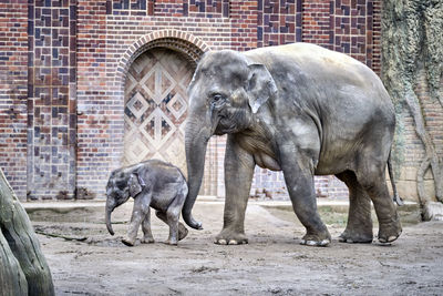 View of elephant in zoo