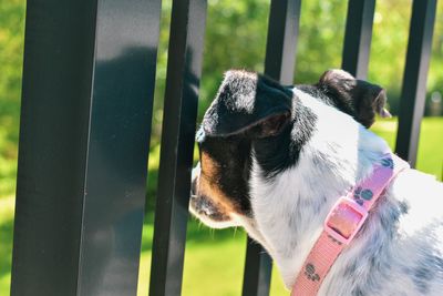 Close-up of a dog looking away