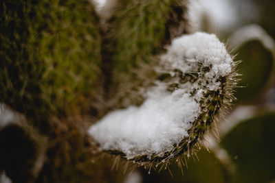 Close-up of white plant on field